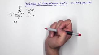 PLP Pyridoxal Phosphate Reactions [upl. by Htesil]