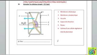 Correction du contrôle N°2 S2 Production de la matière organique absorption de leau et sels M [upl. by Nomael]