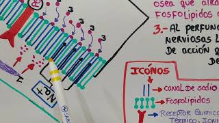 Farmacocinética y farmacodinamia de los Anestésicos locales [upl. by Knick]