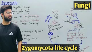 Zygomycota life cycle  Characteristics  Class 11 Biology [upl. by Nylasej986]