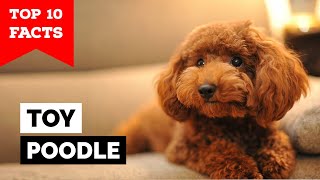 Toy Poodle  Top 10 Facts [upl. by Obidiah]