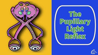 The Pupillary Light Reflex [upl. by Lleruj947]