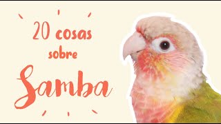 20 cosas sobre SAMBA  PYRRHURA MOLINAE PINEAPPLE  Carácter picotazos alimentación [upl. by Layor]