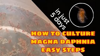 How to Culture Magna Daphnia Easily [upl. by Randy189]