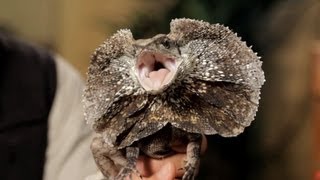 3 Care Tips for Frilled Dragons  Pet Reptiles [upl. by Naoh]