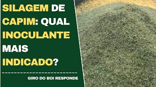 SILAGEM DE CAPIM QUAL INOCULANTE MAIS INDICADO [upl. by Nyleikcaj]