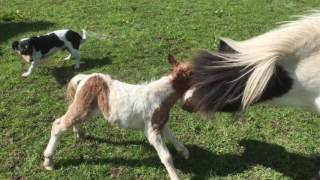 Miniature Shetland Pony Foaling 2016 [upl. by Dyrraj]