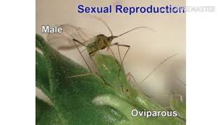 Life cycle of pea aphid Acyrthosiphon pisum [upl. by Ursel]