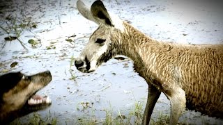 Kangaroo Tries to Drown Dog and Attacks The Owner [upl. by Attah]