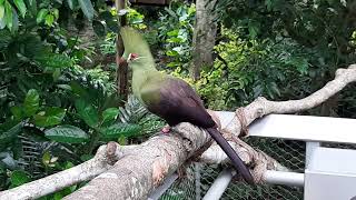 Guinea Turaco  Bird Paradise Singapore [upl. by Ttelrats590]