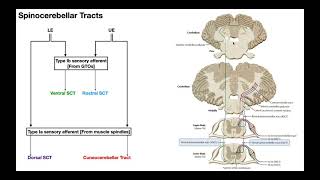 The Spinocerebellar Tracts EXPLAINED [upl. by Esina]