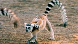 Exploring the Island of Lemurs Madagascar [upl. by Daniyal]