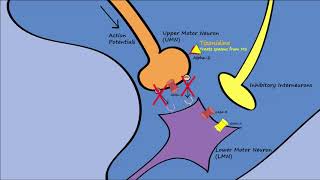 Muscle Relaxers  Mechanisms Indications Side Effects [upl. by Chapel]