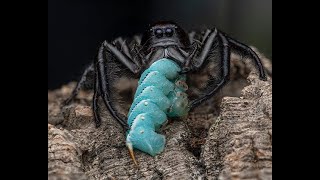 Hyllus giganteus GIANT JUMPING SPIDERS 😊 [upl. by Angeli]