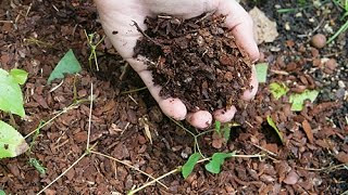 COMMENT BIEN CHOISIR UN PAILLAGE ORGANIQUE [upl. by Lleunamme]