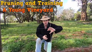 Pruning a Young Vineyard in the First Year and Running Foliage Wires [upl. by Harod]