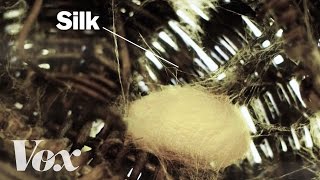 How silkworms make silk [upl. by Cammy]