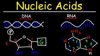 Nucleic Acids  RNA and DNA Structure  Biochemistry [upl. by Sivra]