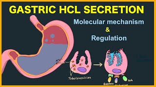 Gastric acid HCL secretion Mechanism and Regulation [upl. by Gaelan]