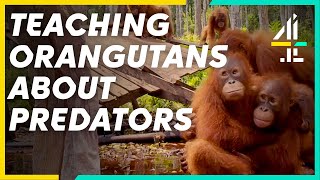 Orangutans Learn The Dangers Of Predators  Orangutan Jungle School [upl. by Rollins487]