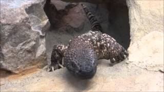 Gila monster Heloderma suspectum moving  GilaKrustenechse in Bewegung [upl. by Tenej]