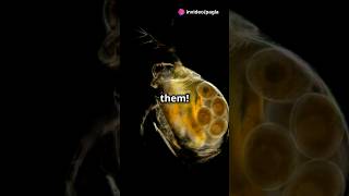 How to culture Daphnia for your Aquarium [upl. by Mazurek209]