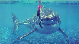 15 Largest Monster Sharks Ever Caught on Camera [upl. by Artened]