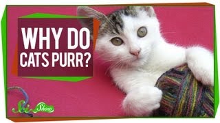 Why Do Cats Purr [upl. by Nosnehpets284]