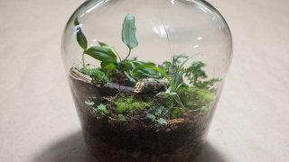 Making a Bottle Terrarium  Closed Terrarium Basics [upl. by Boland812]