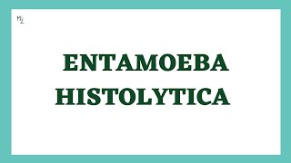 Entamoeba histolytica life cycle  morphology  Laboratory diagnosis  full explained  medzukhruf [upl. by Hege652]