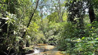 Walking through a tropical rainforest  Tijuca National Park  Trip to Rio de Janeiro Brazil 2020 [upl. by Melak]