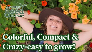 Companion Planting with Nasturtium  Edible Flower Gardening [upl. by Leizar]