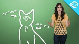 How And Why Do Cats Purr [upl. by Ayoras]