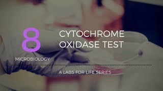 Cytochrome Oxidase Test [upl. by Aivyls]