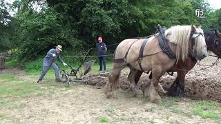 Ein starkes Gespann  Gespannpflügen  Plowing with Horses [upl. by Isteb]