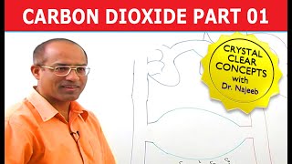 Carbon Dioxide Transport  Respiration amp Gas Exchange  Part 16 [upl. by Ahsiekyt]