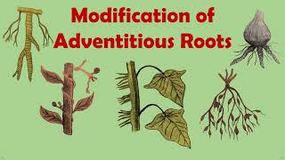 Gettingtoknowthelifescience Modification Of Adventitious Roots [upl. by Hcaz]