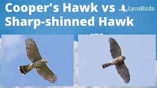 Cooper’s Hawk vs Sharpshinned Hawk  Raptor identification [upl. by Kra]