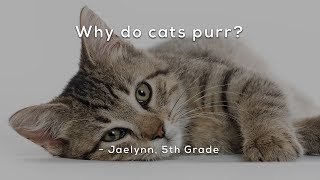 Why do cats purr [upl. by Iy]