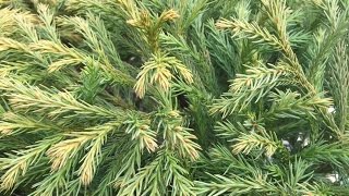 Cryptomeria Japonica ‘Globosa [upl. by Gamaliel]