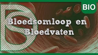 Biologie  Bloedsomloop en Bloedvaten Bloedsomloop [upl. by Ballard]