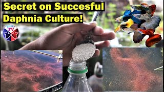 How to Culture Daphnia Successfully [upl. by Onitnas588]