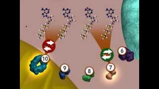 Glycolysis An Overview [upl. by Mays]