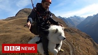 How Ouka the dog became an expert paraglider  BBC News [upl. by Aracaj]