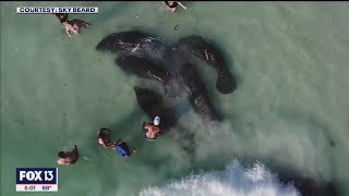 Video shows manatees being harassed by beachgoers [upl. by Hareehat]