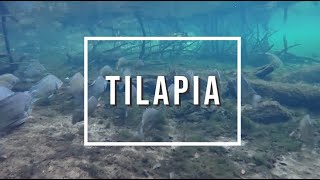 Coastal Invasive Species  Tilapia  FISAW 2020 [upl. by Kcirttap292]