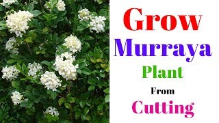 Grow Murraya Plant From Cutting  Orange Jessamine  Marwa Plant [upl. by Llennaj453]