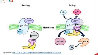 Reactive Oxygen Species [upl. by Voltmer]