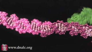 Mechanism of Recombination [upl. by Aloysius]