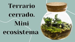 Como hacer un TERRARIO CERRADO  Mini ECOSISTEMA en un recipiente  cuidados y mas [upl. by Pilloff209]